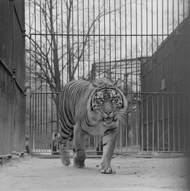 tygrys we wrocławskim ZOO