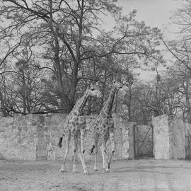 żyrafy we wrocławskim ZOO