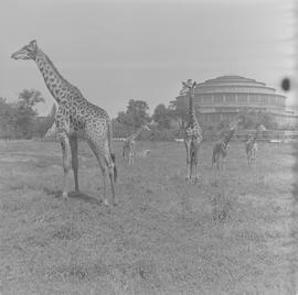 żyrafy we wrocławskim ZOO